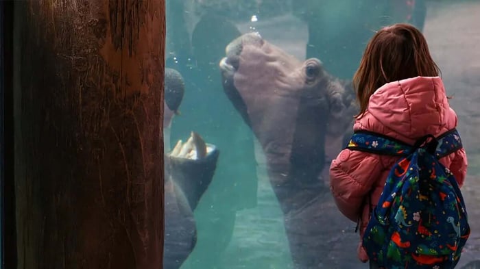 a little girl viewing hippos at the Cincinnati Zoo
