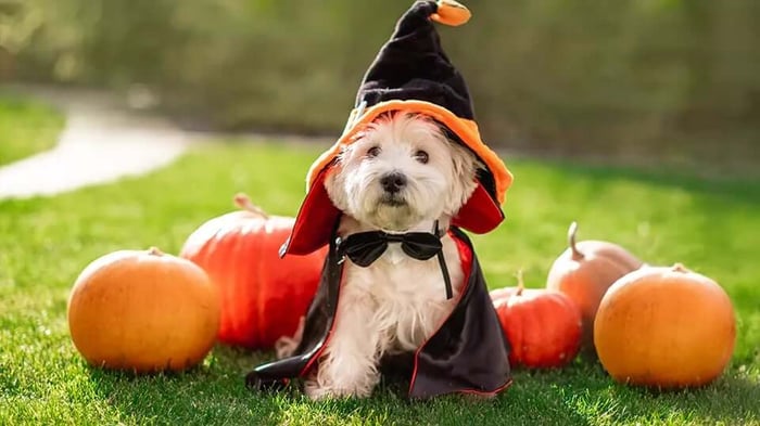 a dog wearing a Halloween costume with pumpkins behind