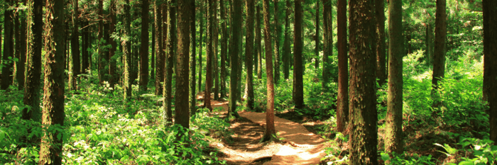 A winding path or trail through a dense forest or mountain terrain, emphasizing the journey aspect. Soft sunlight filters through the trees or around the mountains, indicating hope and discovery.