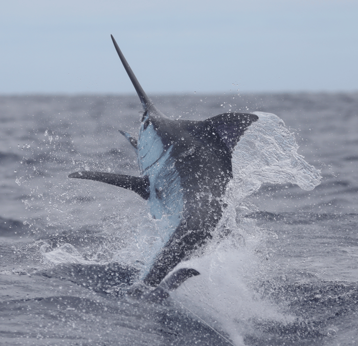 Blue marlin leaping from the water during Azores blue marlin fishing near Faial Island.