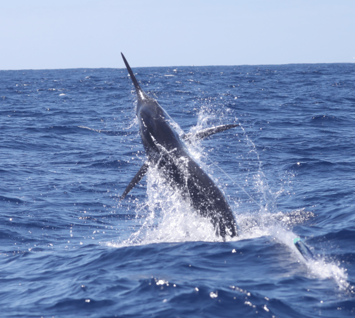 Blue marlin jumping on the line during Azores blue marlin fishing near the Azores Bank.