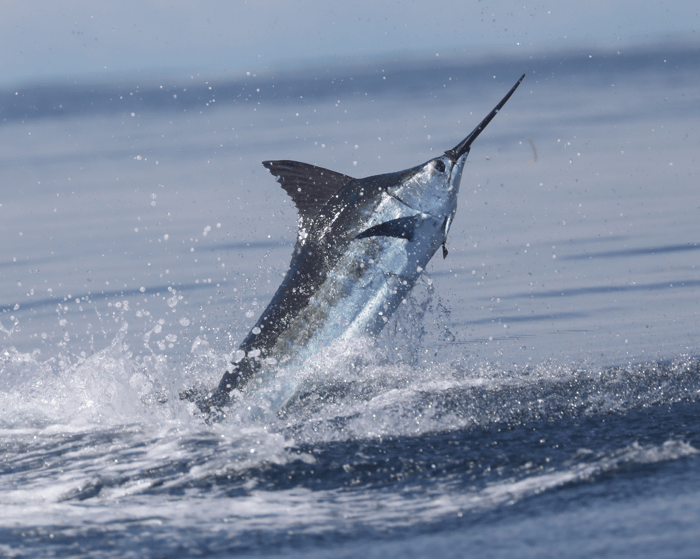 A blue marling caught on camara at Tropic Star Lodge