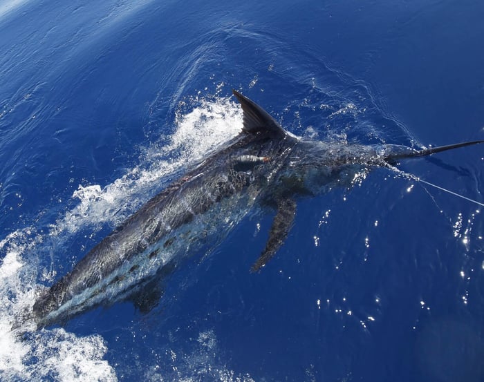 A blue marling tagged with a mini-PAT for tracking
