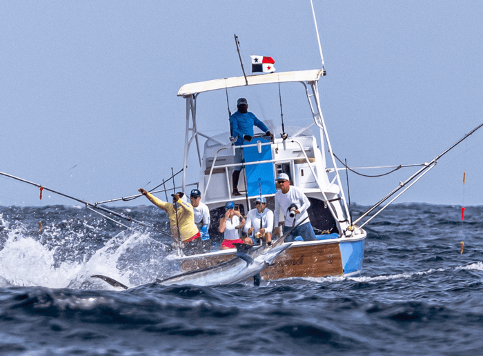Marlin Tagging Adventure at Tropic Star Lodge trip #6, 2025