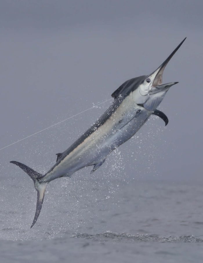 A Black Marlin jumo caught on camara at Tropic Star Lodge
