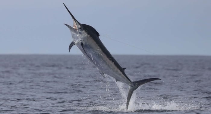 Black marlin jump caught on camara at Tropic Star Lodge, Panama