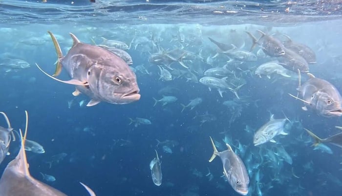 School of Pacific Jack Crevalle pictured underwater