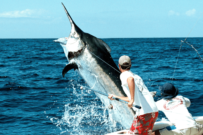 Black Marlin jumping out of the water while being caught and tagged by the Guy Harvey Crew