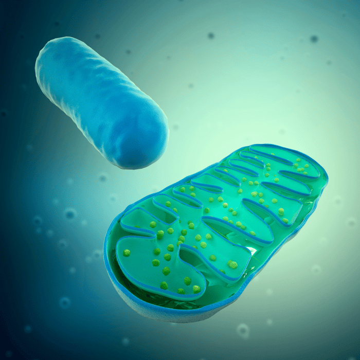 mitochondria, the energy-producing structures inside cells