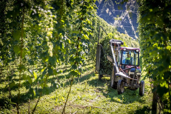 Craft Beer Revolution: New Zealand Hops Transform American Brewing