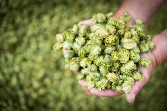 Perfect Hop Substitutes: Your Complete Brewing Guide