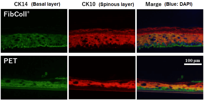 fluorescent image staining of frozen epidermal model sections