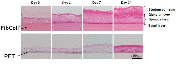 Images of epidermal model frozen sections with FibColl