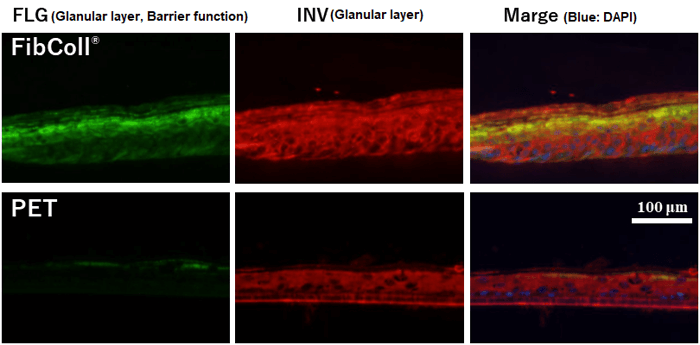 fluorescent immunostaining of frozen epidermal model sections