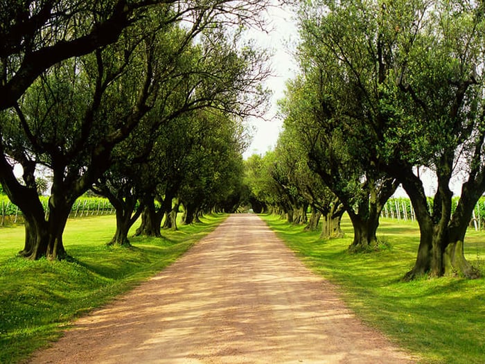Canelones - Uruguay's Wine Region