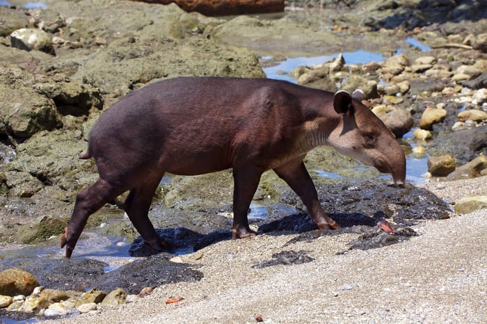 Spotting a tapir in the wild