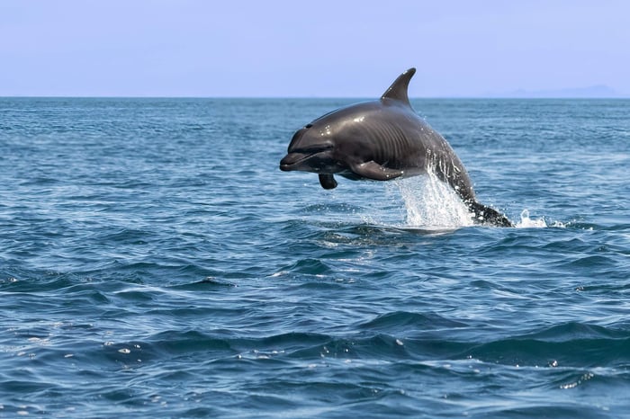 A Bottlenose dolphin (Tursiops truncatus) leaping out of the water near Baja California Sur, Mexico.