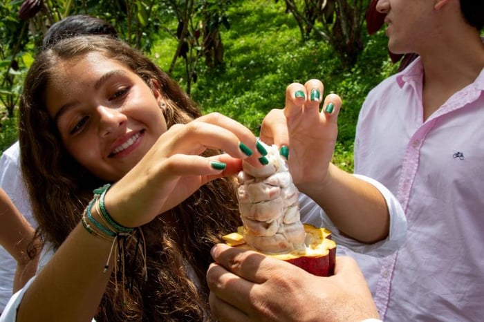 Peeling back the layers of a cacao fruit