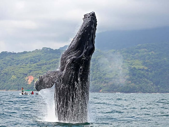 A breaching humpback whale