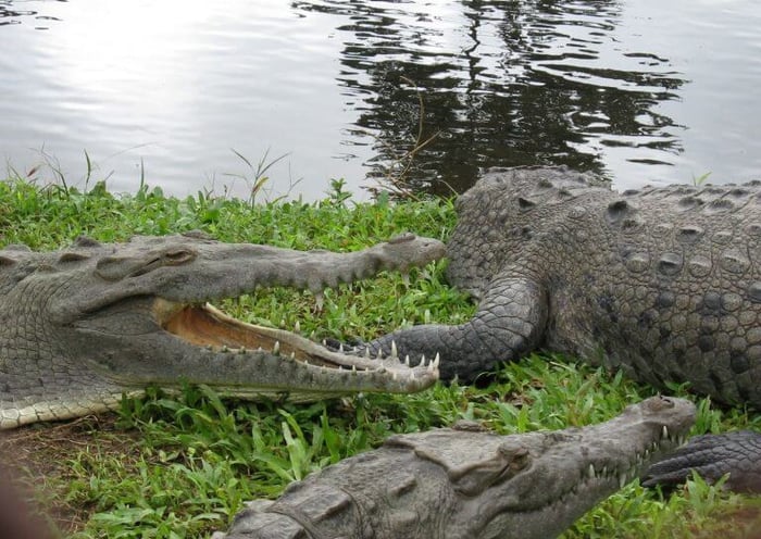 Edwin’s picture of crocodiles