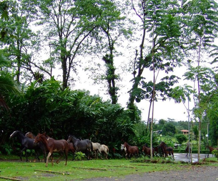 Edwin’s photo of horses crossing the verdant terrain