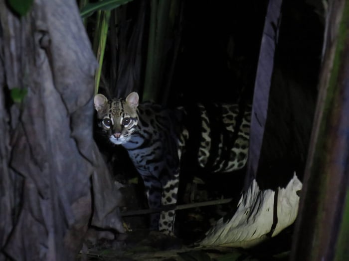 Isaac’s photo of an ocelot on one of his night tours
