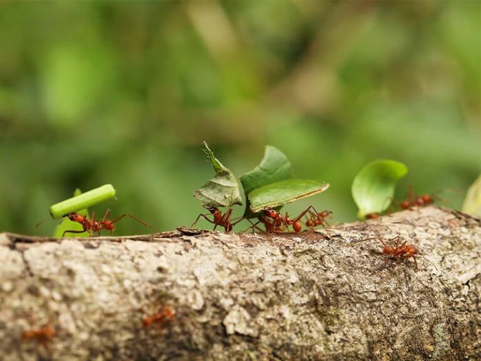 Leaf cutter ants in Costa Rica