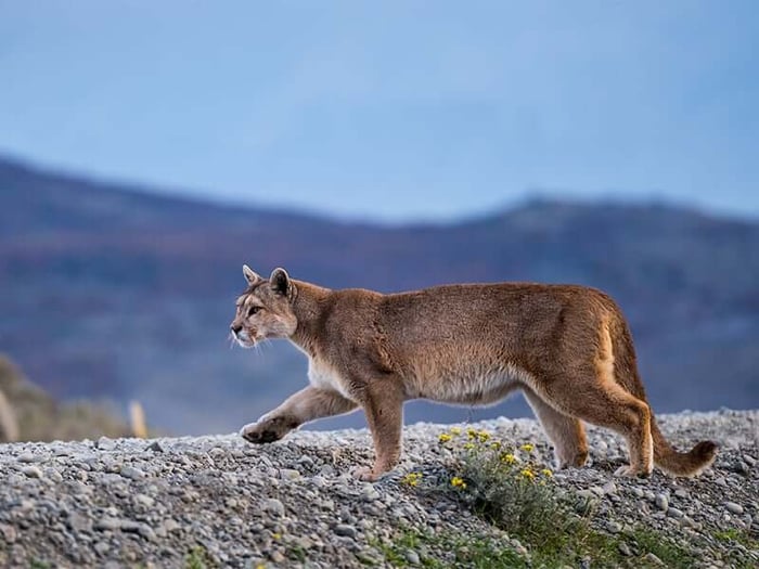 A puma stalks the Patagonian hills