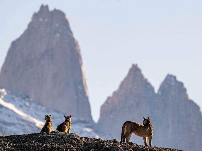 Puma family on Las Torres mountainside slope