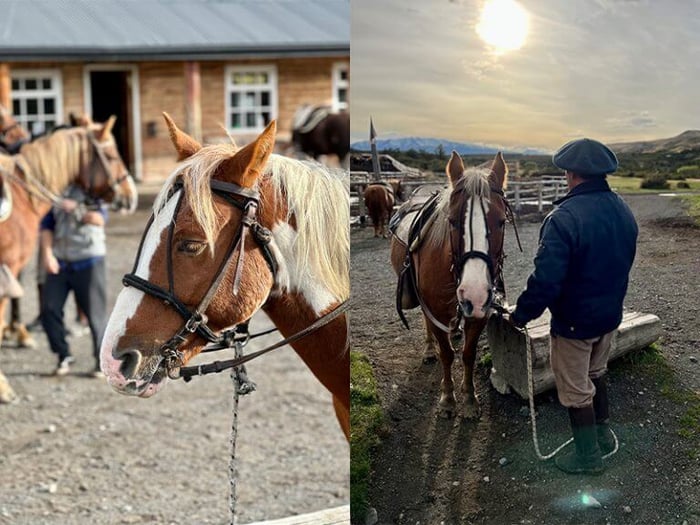 Starting the morning with the horses