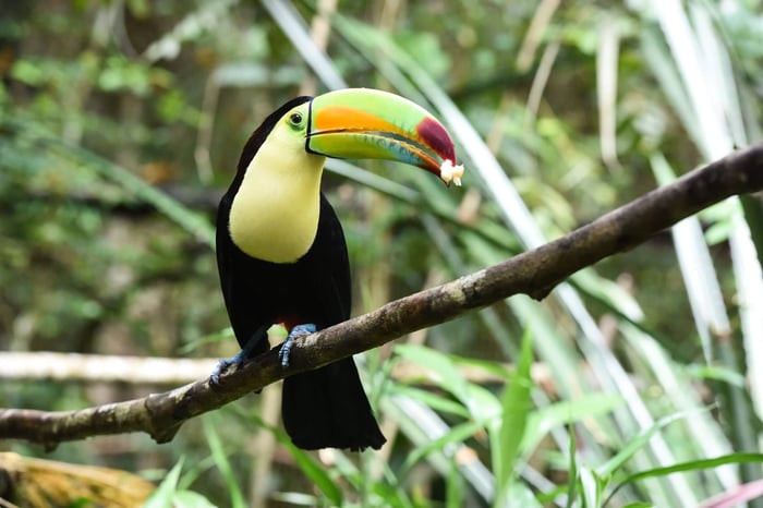 A toucan sits on a tree branch in Belize
