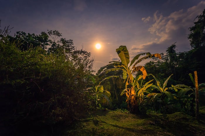 5 Unmissable Experiences of The Amazon River & Rainforest