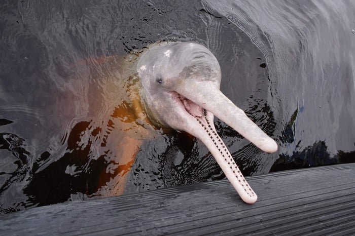 Pink River Dolphins