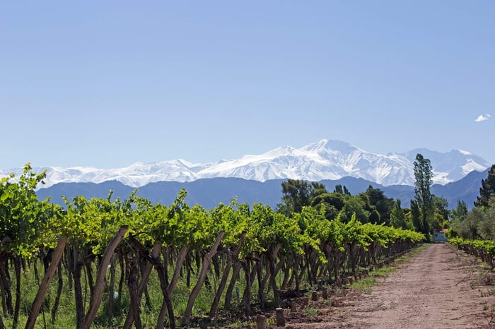 Andes & Vineyard, Mendoza, Argentina