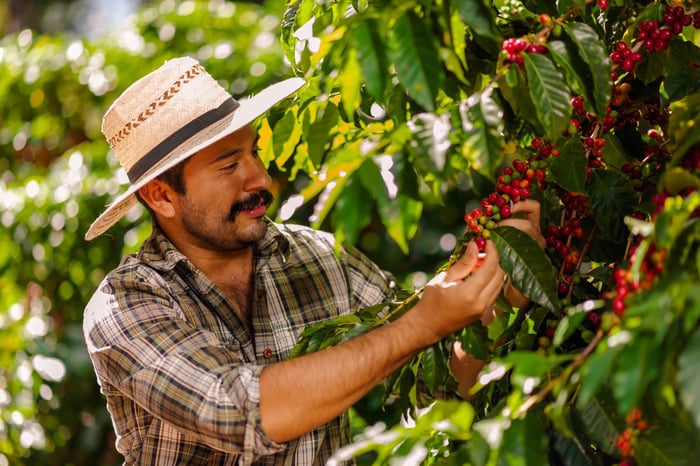 Coffee picking
