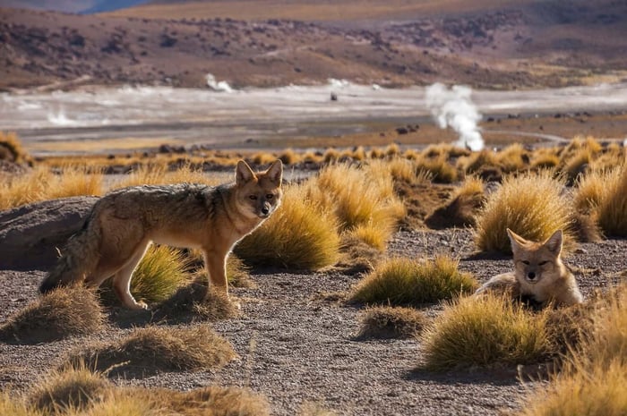 Foxes in the Atacama Desert