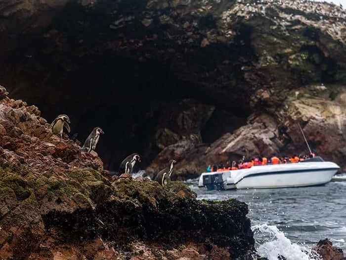 Penguins at Paracas National Reserve