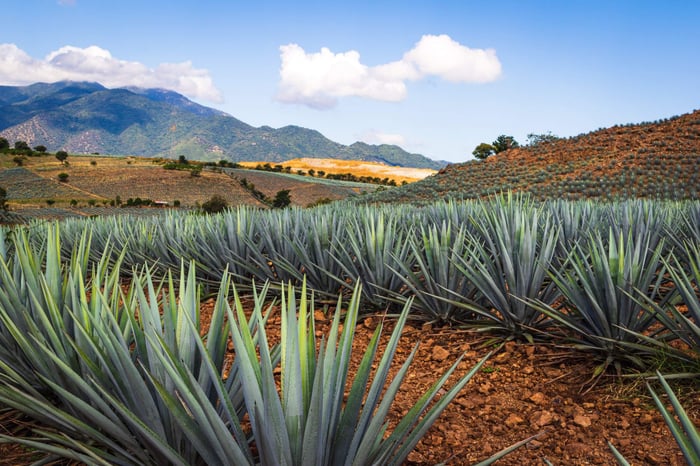 Beautiful view of the agave fields vanishing point perspective. Colorful landscape with agave. Mexico.