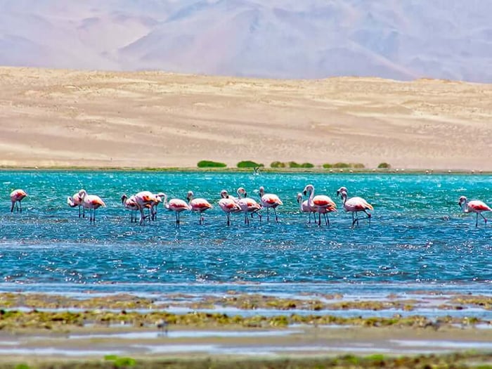 Flamengos in the Bay of Paracas