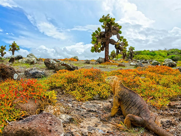 Iguana on the rocks