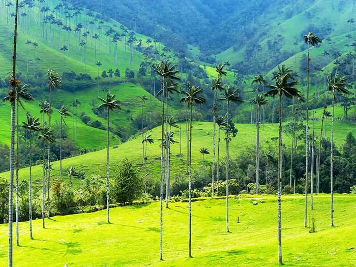 Wax palms in a Valle de Cocora hike