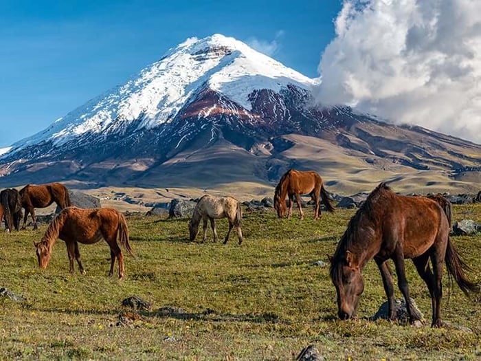 Wild Horses in Cotopaxi National Park, Ecuador