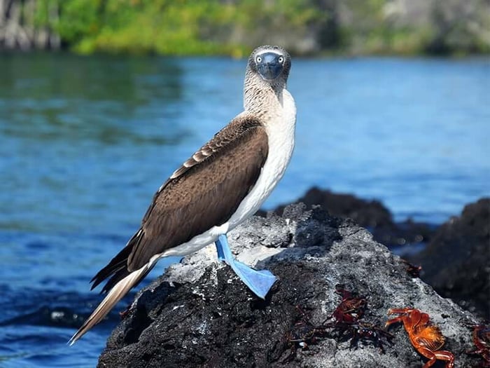 Blue-footed Booby – Nature’s Courtship Dancer