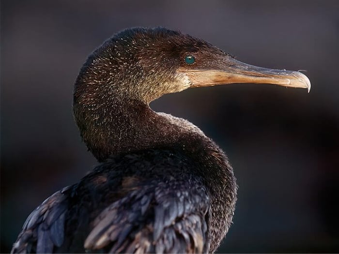 Flightless cormorants 