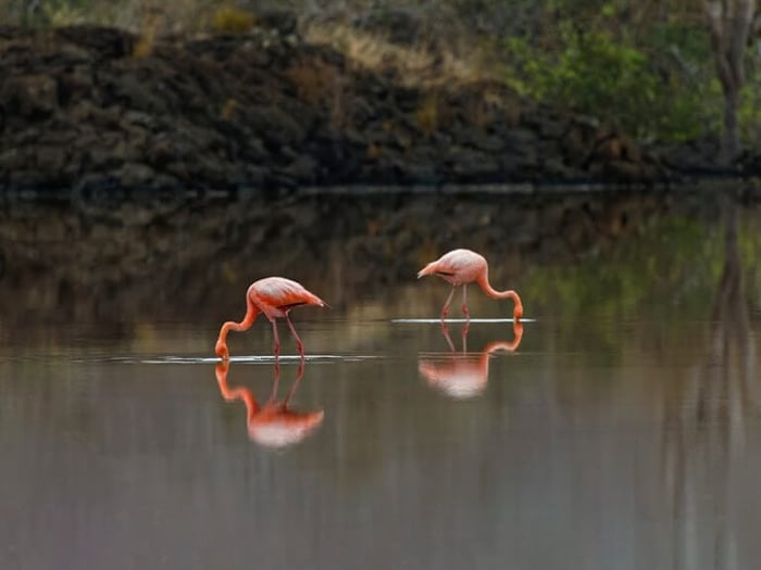 Flamingos in shallow lagoons