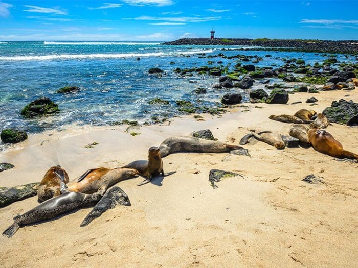 Fur seals
