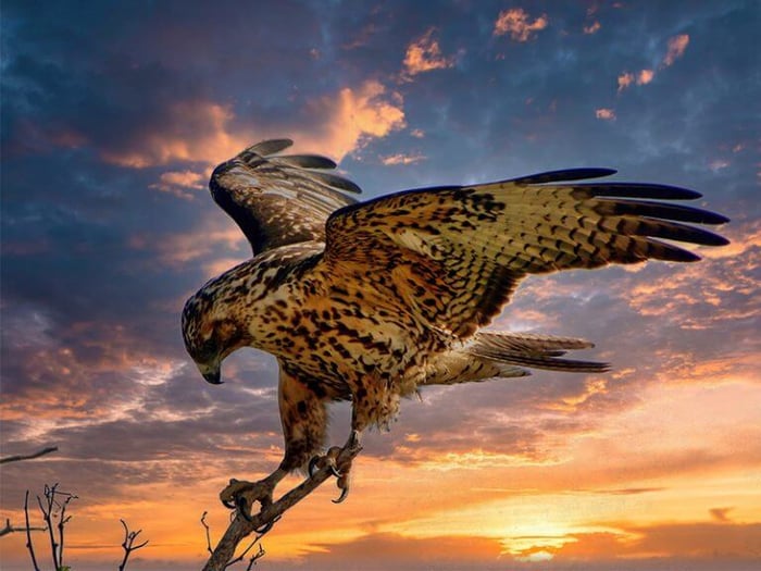 Galápagos hawks