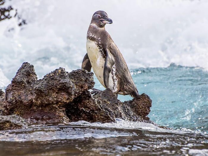 Galápagos penguins near the equator