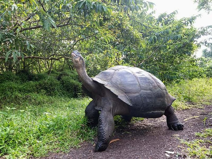 Giant tortoises in the highlands of the Galápagos 