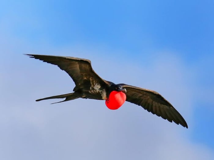 Frigatebirds soaring overhead